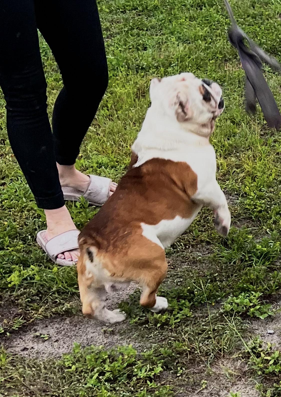 Enlarge Creed, an adopted mixed breed in Albion, NY image 3/3