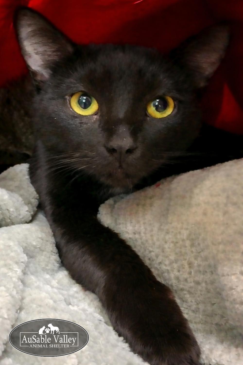 Enlarge Rhett Butler, a ADOPTABLE Domestic Short Hair in Grayling, MI image 1/1
