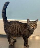 Milkshake, Adult Female Domestic Short Hair