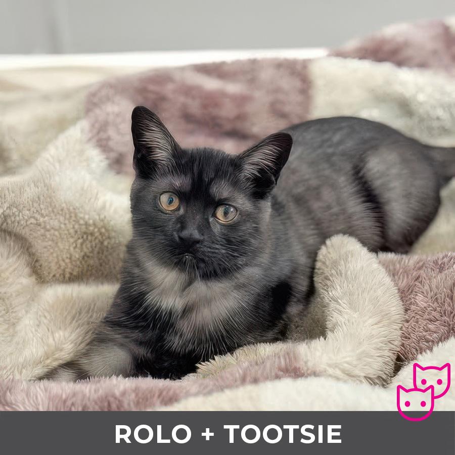 Enlarge Rolo (bonded with Tootsie), a Adoptable Domestic Short Hair in Etobicoke, ON image 1/5