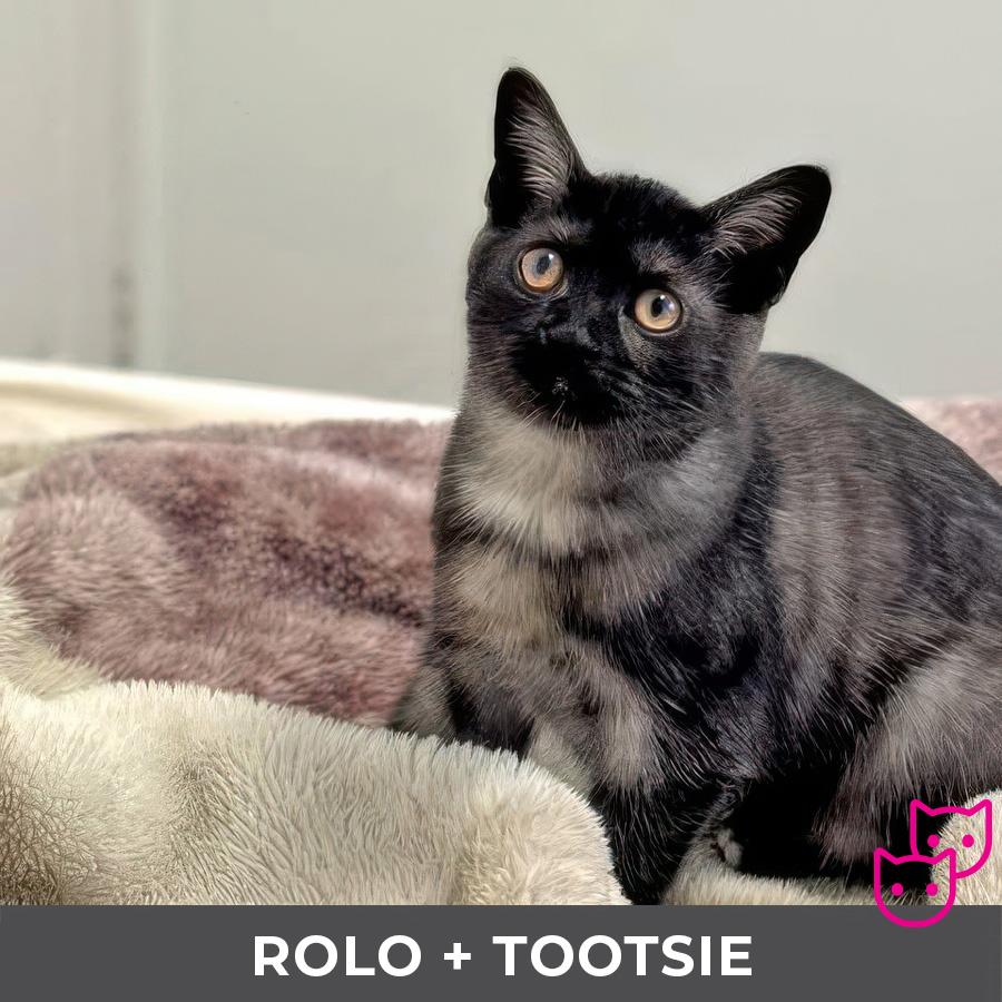 Enlarge Rolo (bonded with Tootsie), a Adoptable Domestic Short Hair in Etobicoke, ON image 2/5