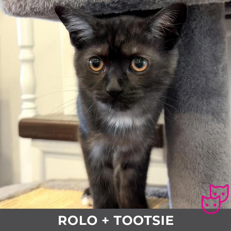 Enlarge Rolo (bonded with Tootsie), a Adoptable Domestic Short Hair in Etobicoke, ON image 3/5