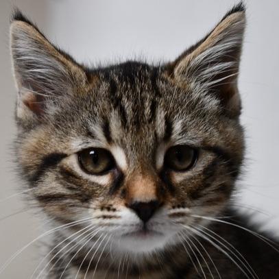 Jack, Adoptable, Kitten Male American Shorthair.