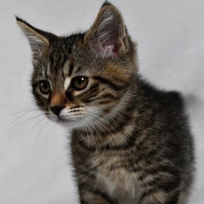 Jack, a Adoptable American Shorthair in Johnson City, TN image 2/5