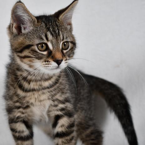 Jack, a Adoptable American Shorthair in Johnson City, TN image 3/5