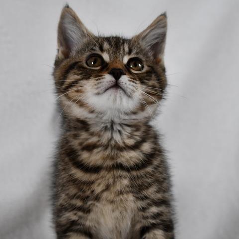 Jack, a Adoptable American Shorthair in Johnson City, TN image 4/5
