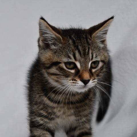 Jack, a Adoptable American Shorthair in Johnson City, TN image 5/5
