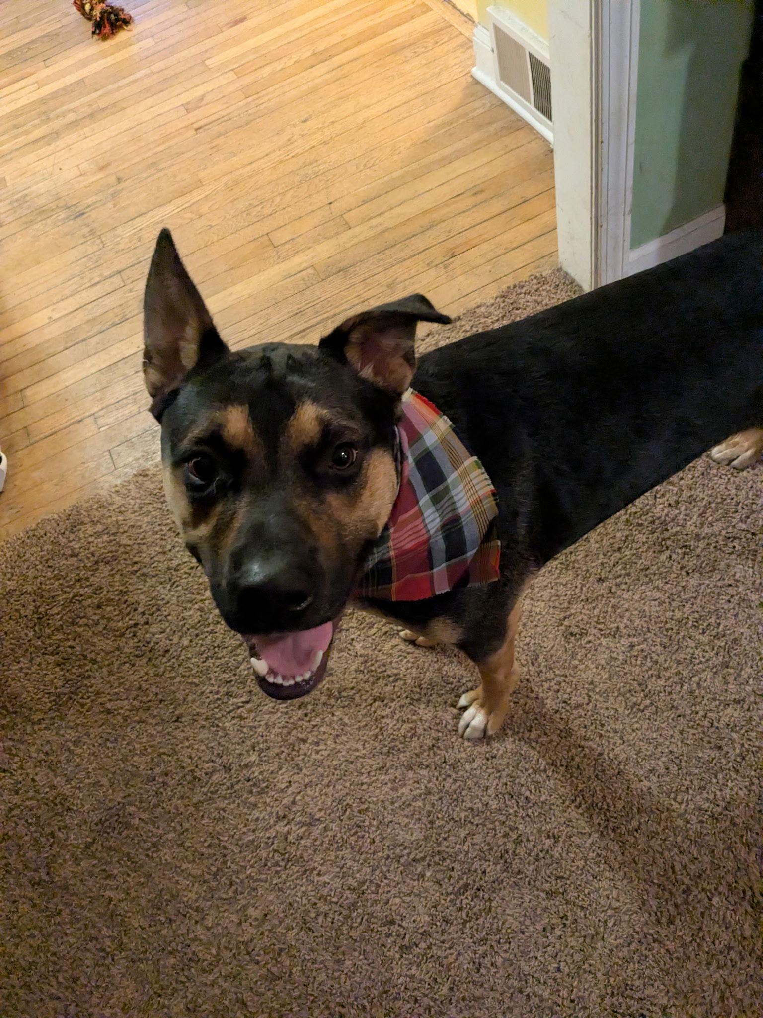 Marcus Brody, Adoptable, Young Male Rottweiler & Husky.