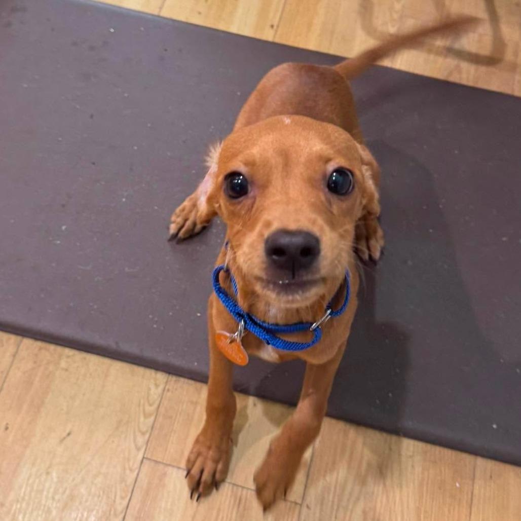 Enlarge Toby, a Adoptable mixed breed in Seminole, FL image 1/1