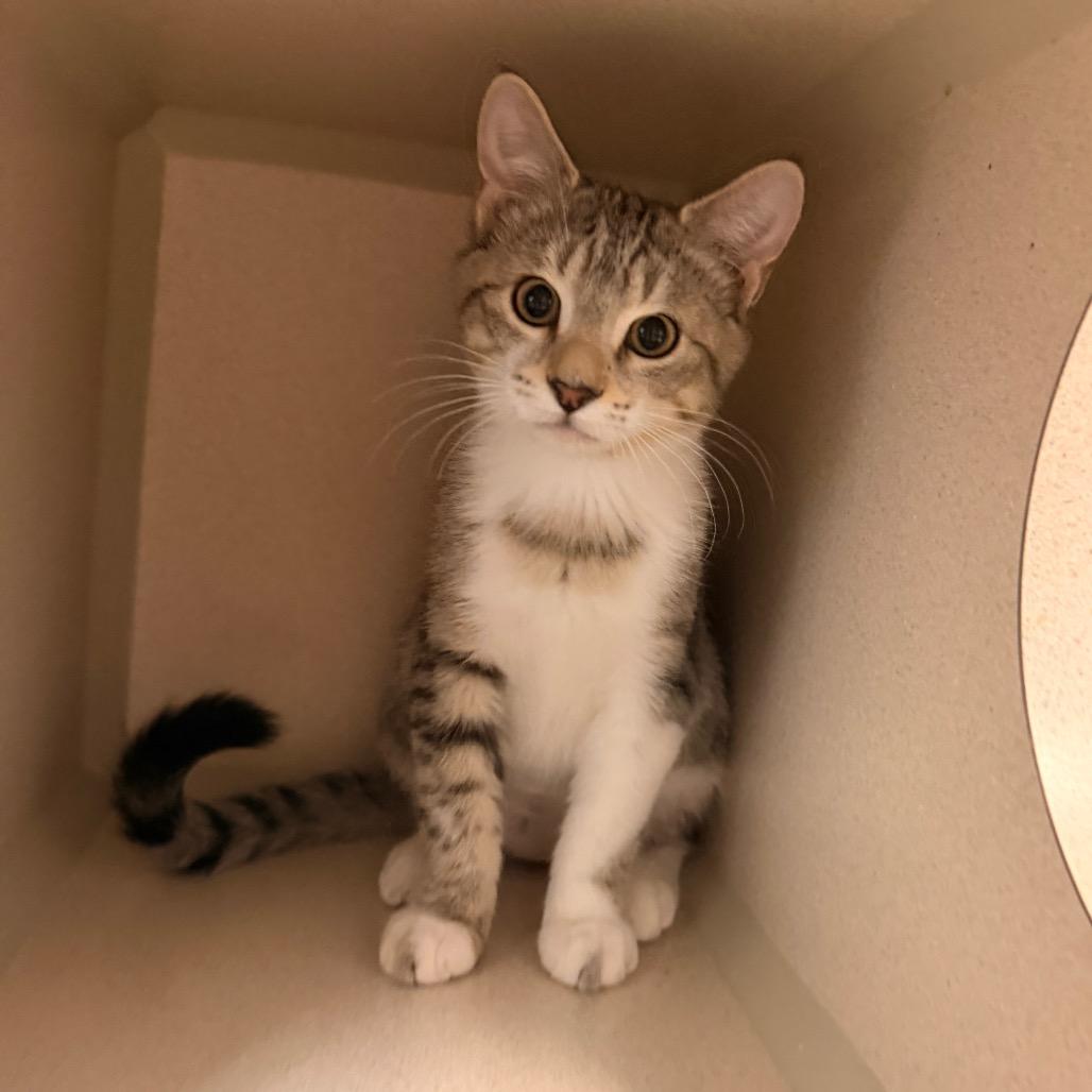 Athena photo