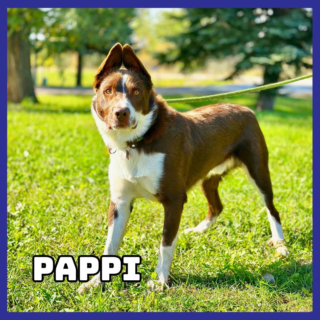 Pappi, Adoptable, Young Male Border Collie & Labrador Retriever.