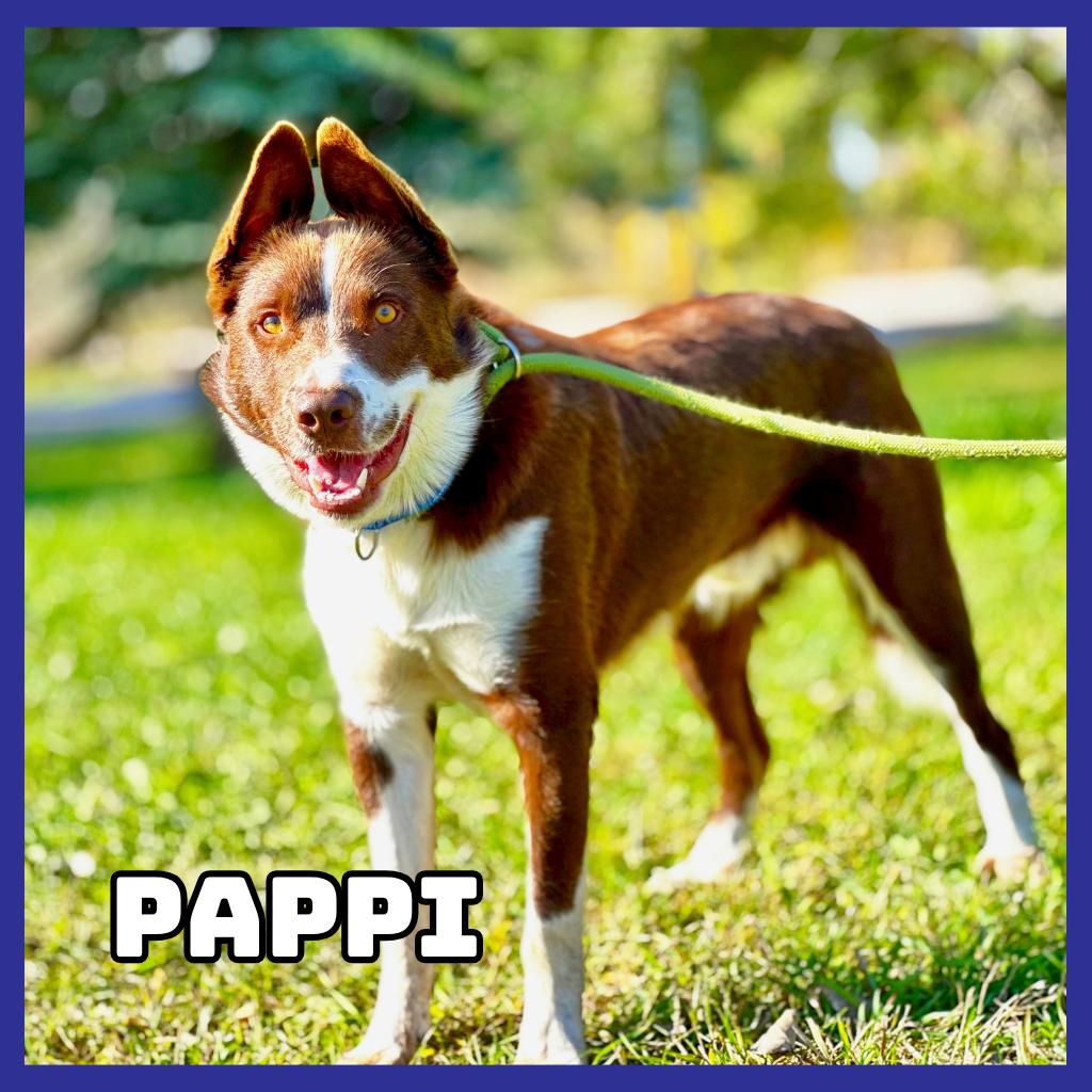 Enlarge Pappi, a Adoptable mixed breed in Glenwood, MN image 2/4