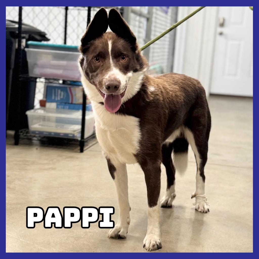 Enlarge Pappi, a Adoptable mixed breed in Glenwood, MN image 3/4