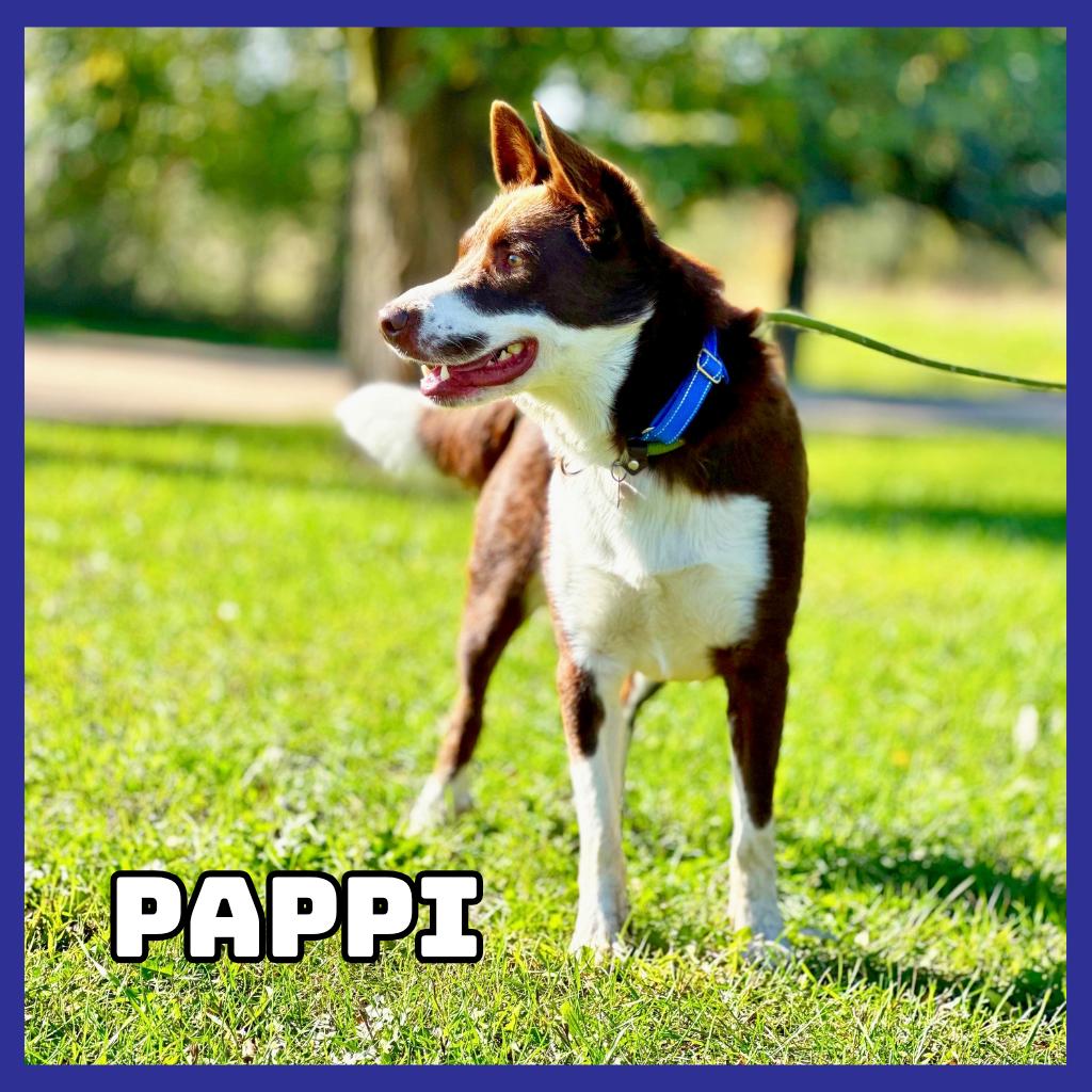 Enlarge Pappi, a Adoptable mixed breed in Glenwood, MN image 4/4
