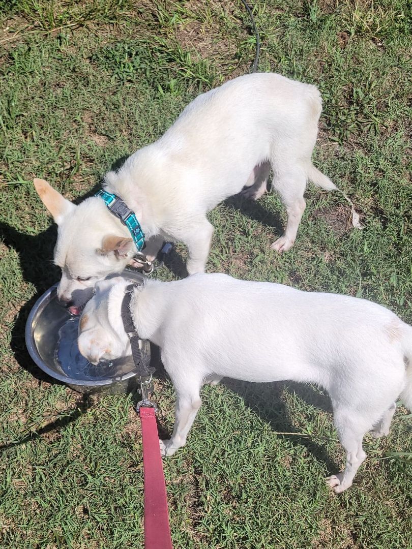 Bocephus, a Adoptable mixed breed in Shelby, NC image 2/8