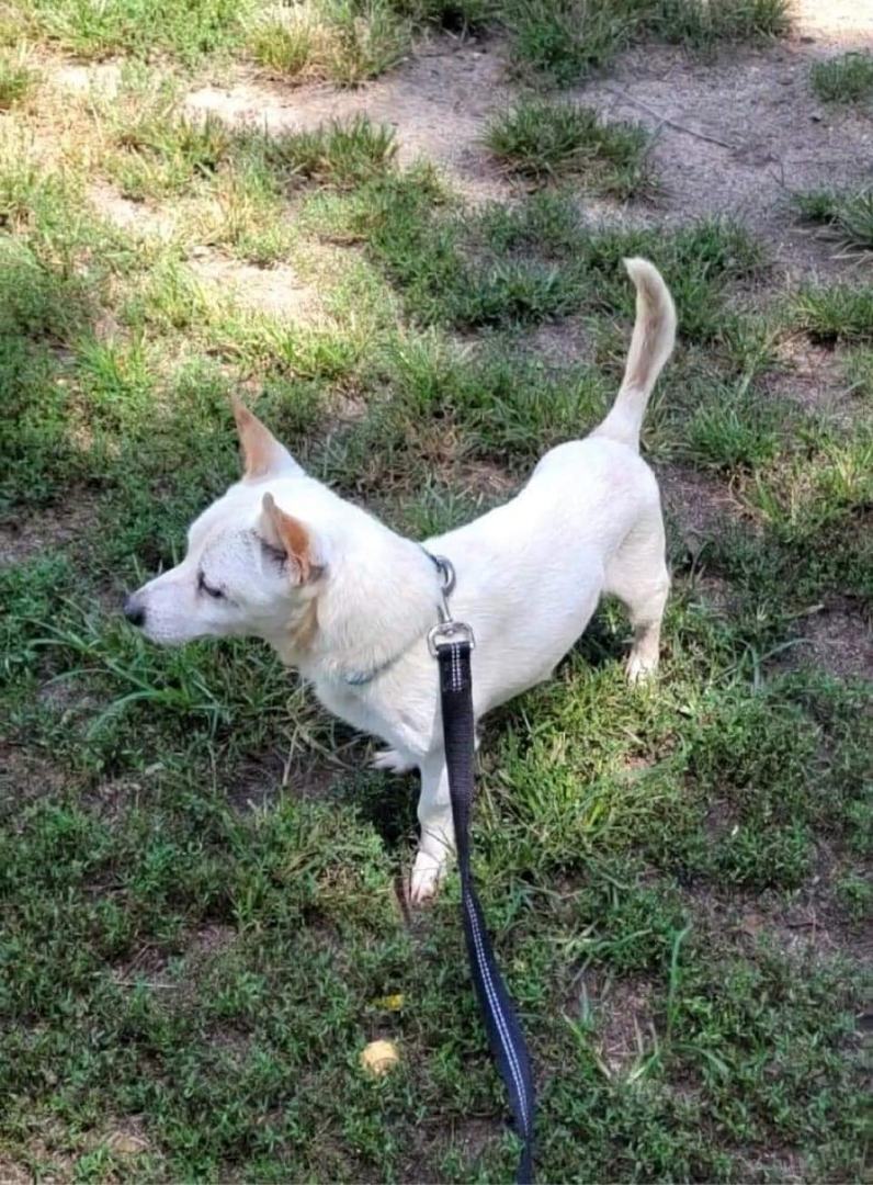 Bocephus, a Adoptable mixed breed in Shelby, NC image 3/8