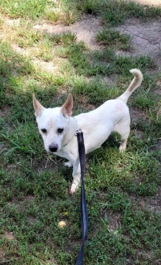 Bocephus, a Adoptable mixed breed in Shelby, NC image 4/8