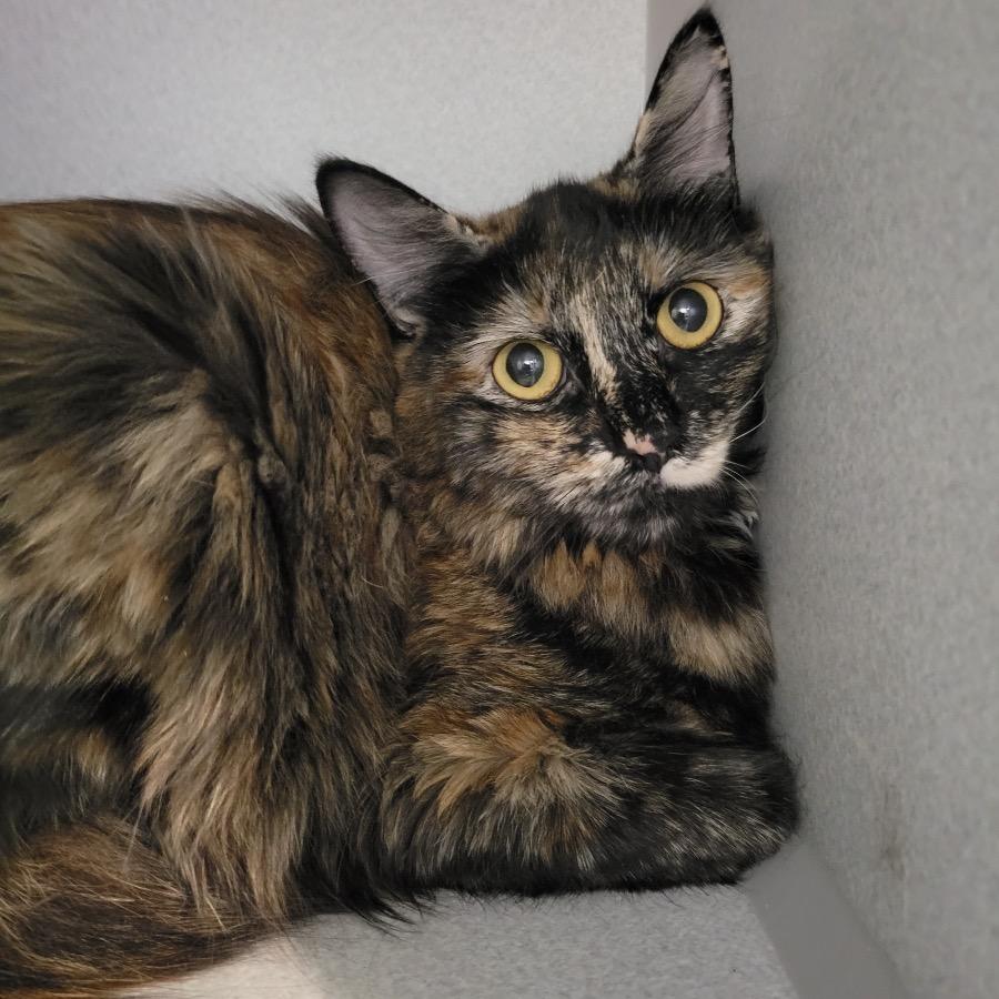Sophie, Adoptable, Young Female Domestic Medium Hair.
