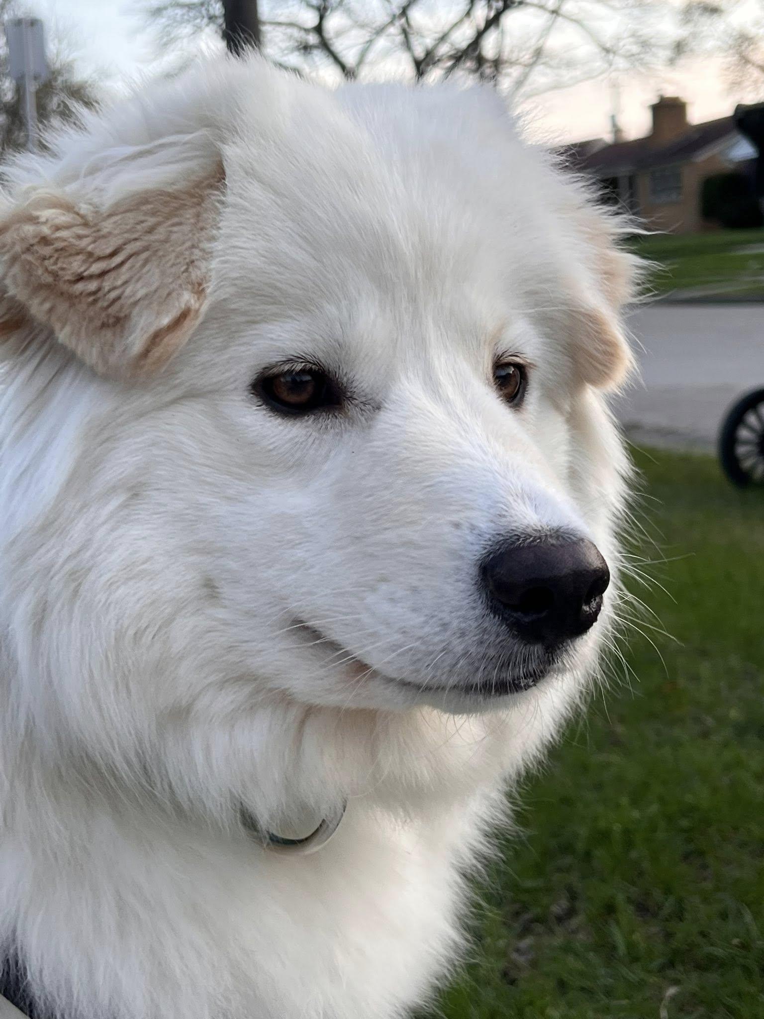 Enlarge Lumi, a ADOPTABLE mixed breed in Milwaukee, WI image 3/6