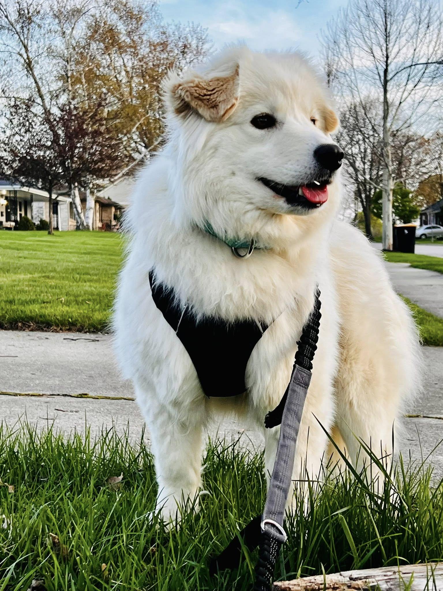 Enlarge Lumi, a ADOPTABLE mixed breed in Milwaukee, WI image 2/6