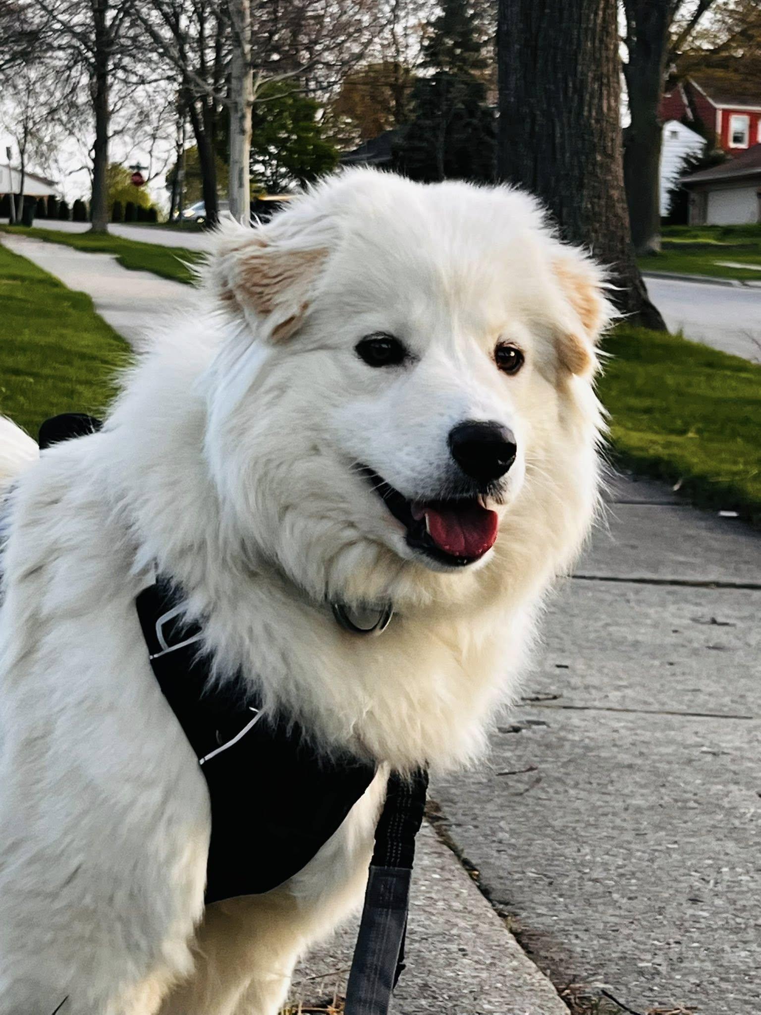 Lumi, ADOPTABLE, Young Female Samoyed & Golden Retriever.