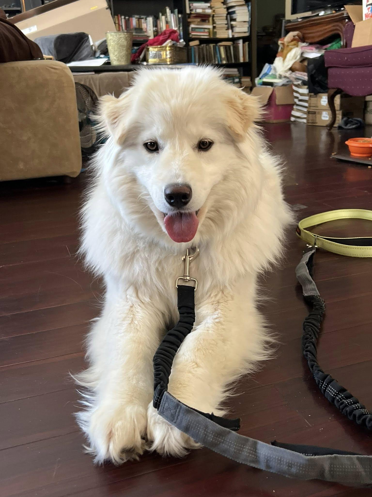 Enlarge Lumi, a ADOPTABLE mixed breed in Milwaukee, WI image 6/6