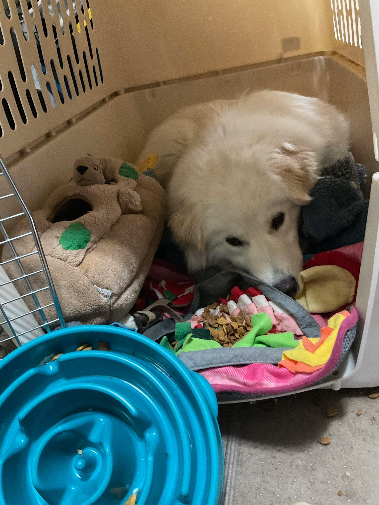 Enlarge Lumi, a ADOPTABLE mixed breed in Milwaukee, WI image 4/6
