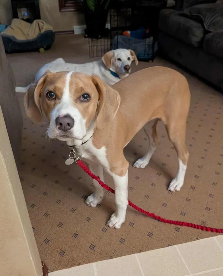 Simon, ADOPTABLE, Young Male Mixed Breed.