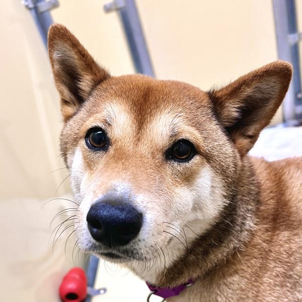 Enlarge Lexi, a Adoptable mixed breed in Sioux City, IA image 1/1