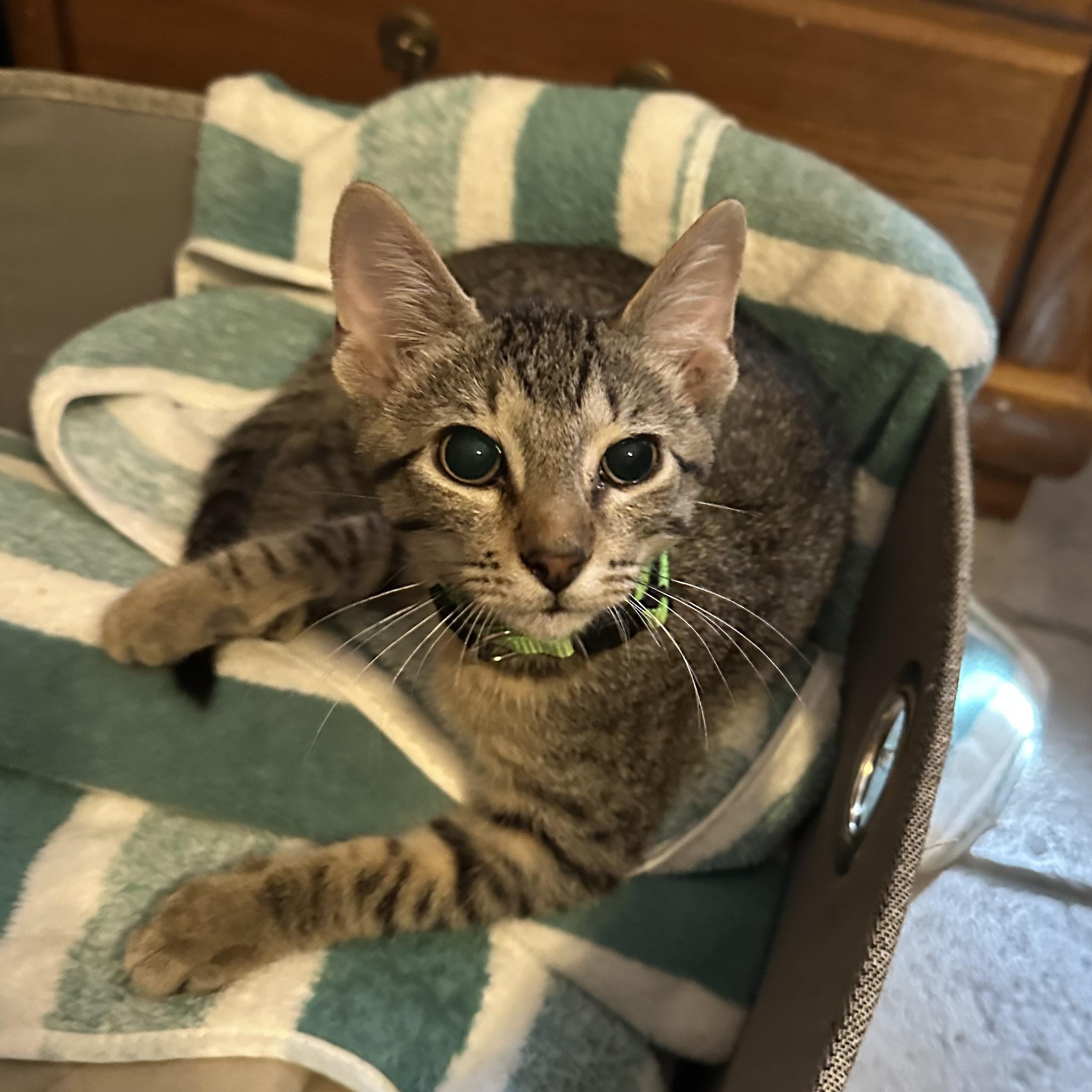 Enlarge Calypso, a Adoptable Domestic Short Hair in Tuttle, OK image 2/4