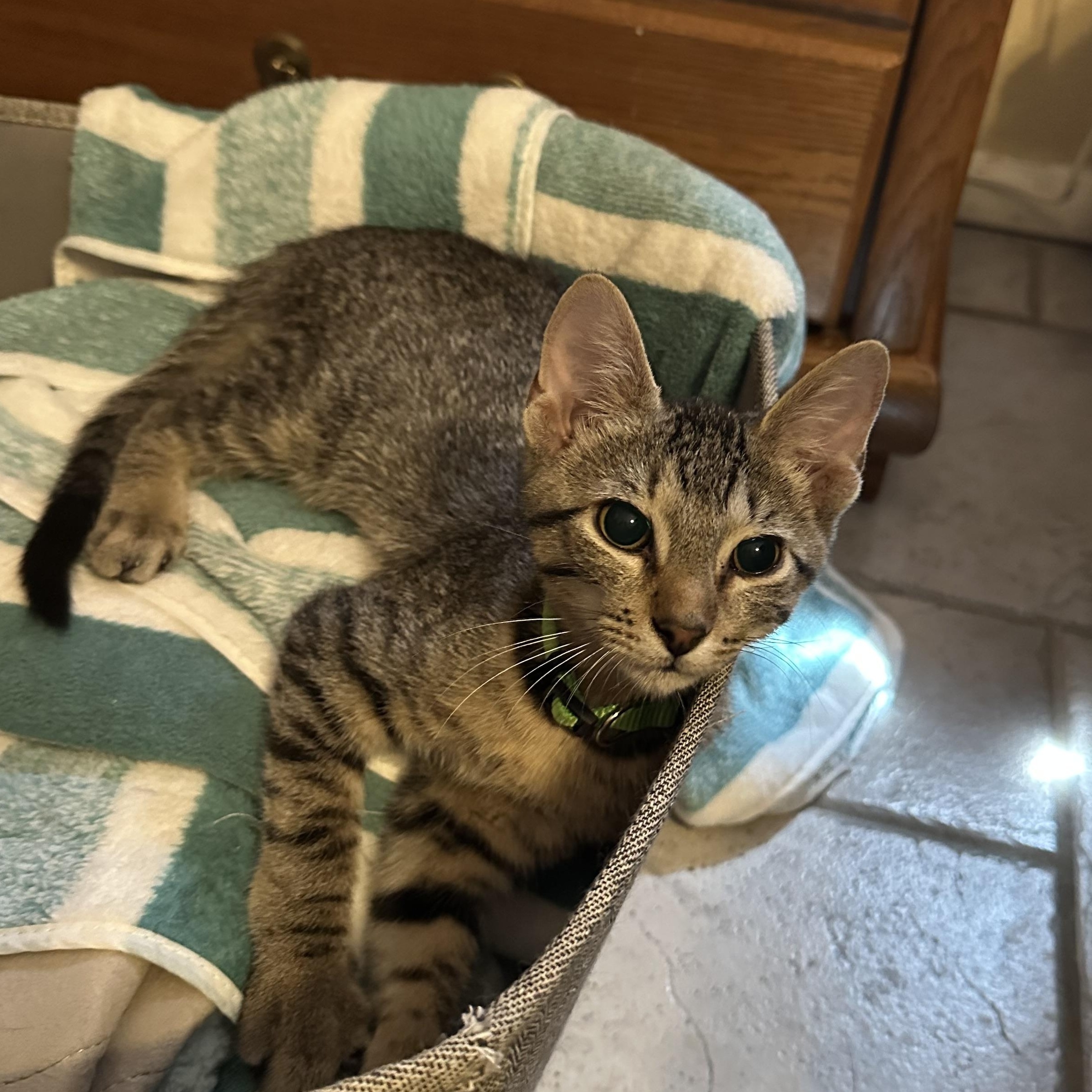 Enlarge Calypso, a Adoptable Domestic Short Hair in Tuttle, OK image 3/4