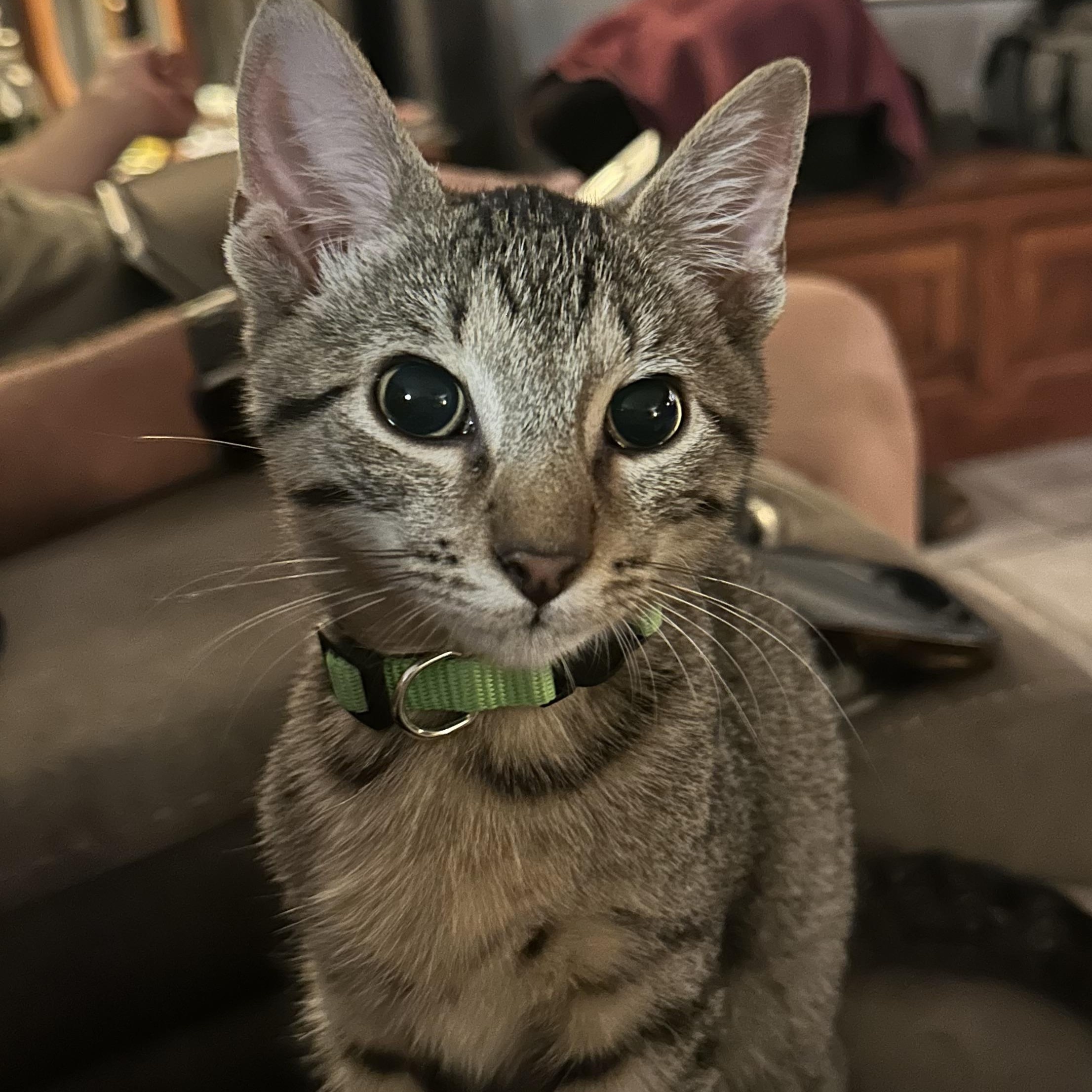 Enlarge Calypso, a Adoptable Domestic Short Hair in Tuttle, OK image 1/4