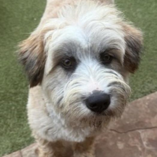 Enlarge Portland, an adopted mixed breed in berlin, CT image 5/6