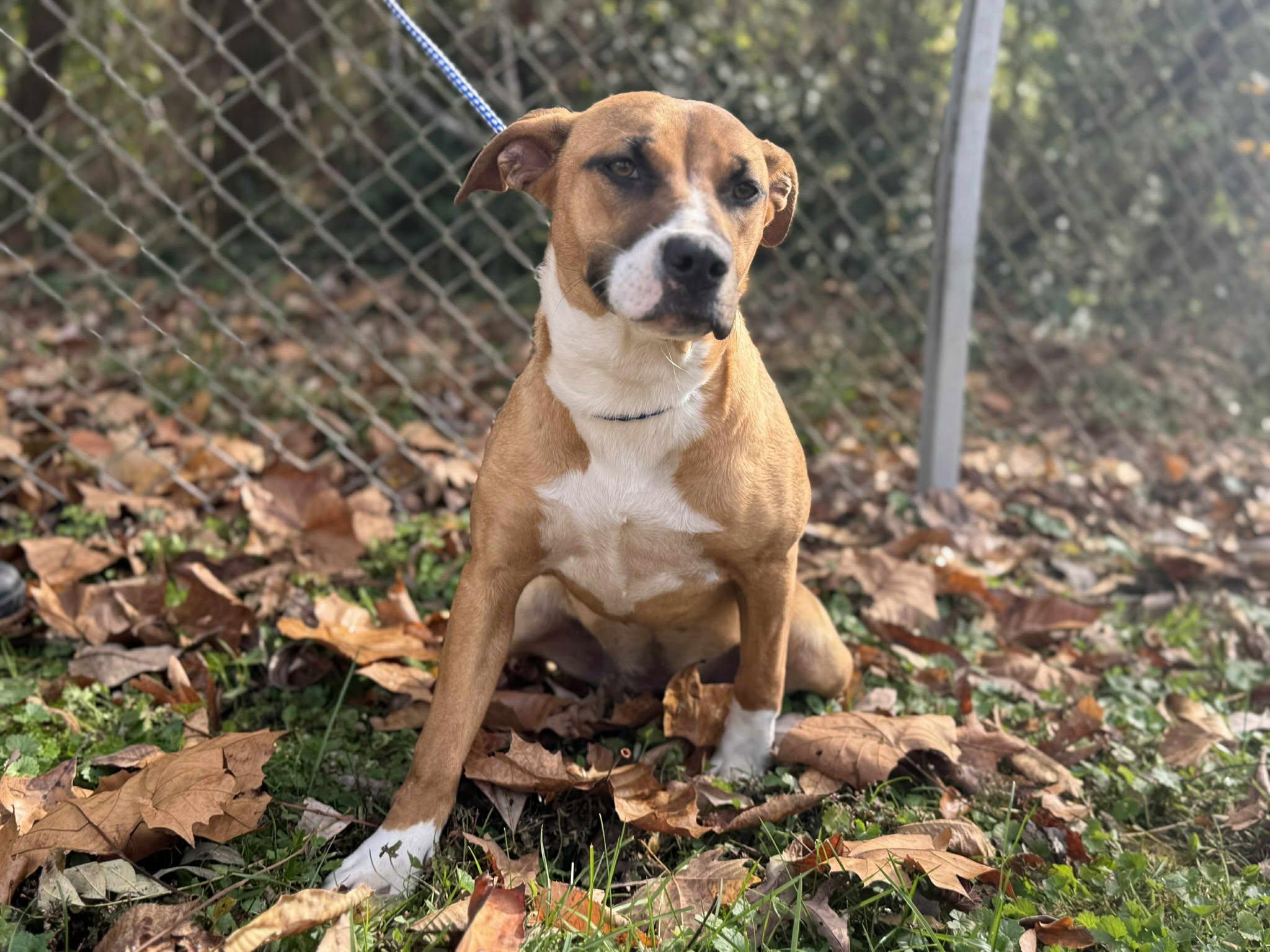 Enlarge Praline, a Adoptable Mixed Breed in Leitchfield, KY image 2/2