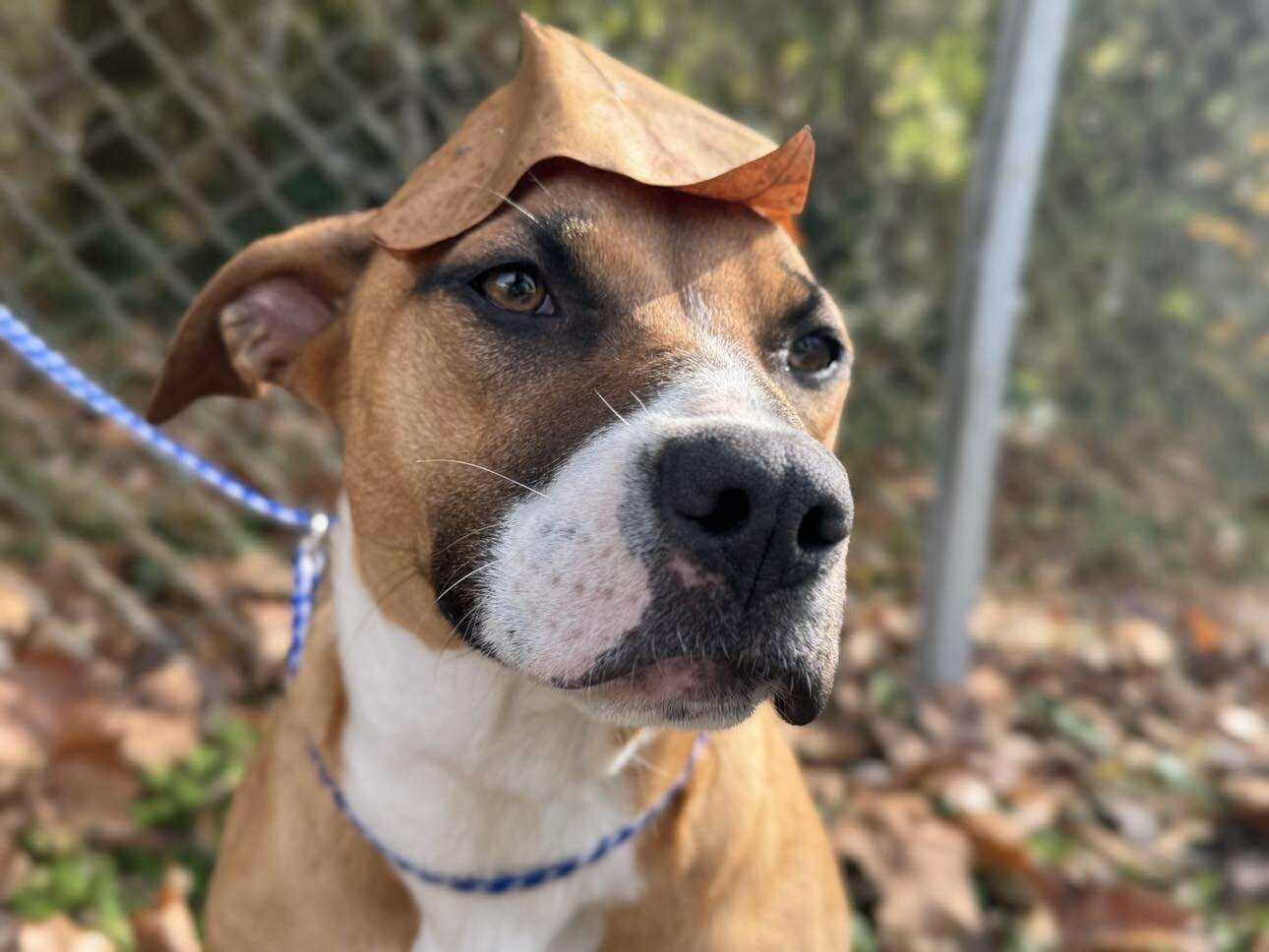 Praline, Adoptable, Young Female Mixed Breed.