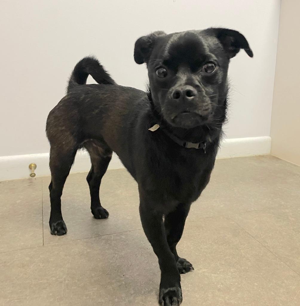 Douglas, Adoptable, Young Male Pug.