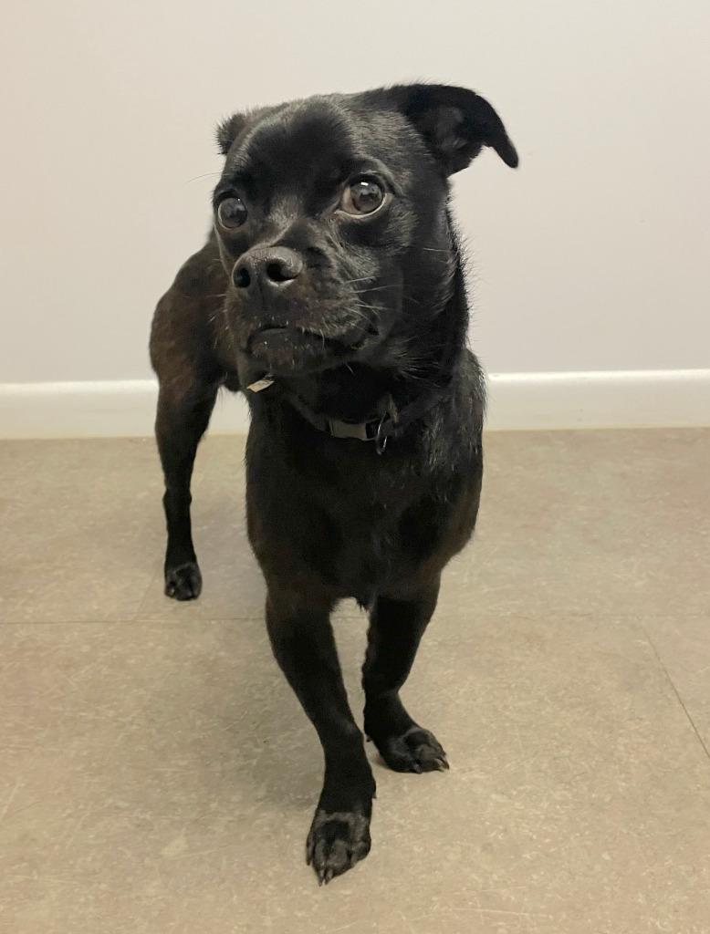 Enlarge Douglas, a Adoptable mixed breed in Gloversville, NY image 2/2