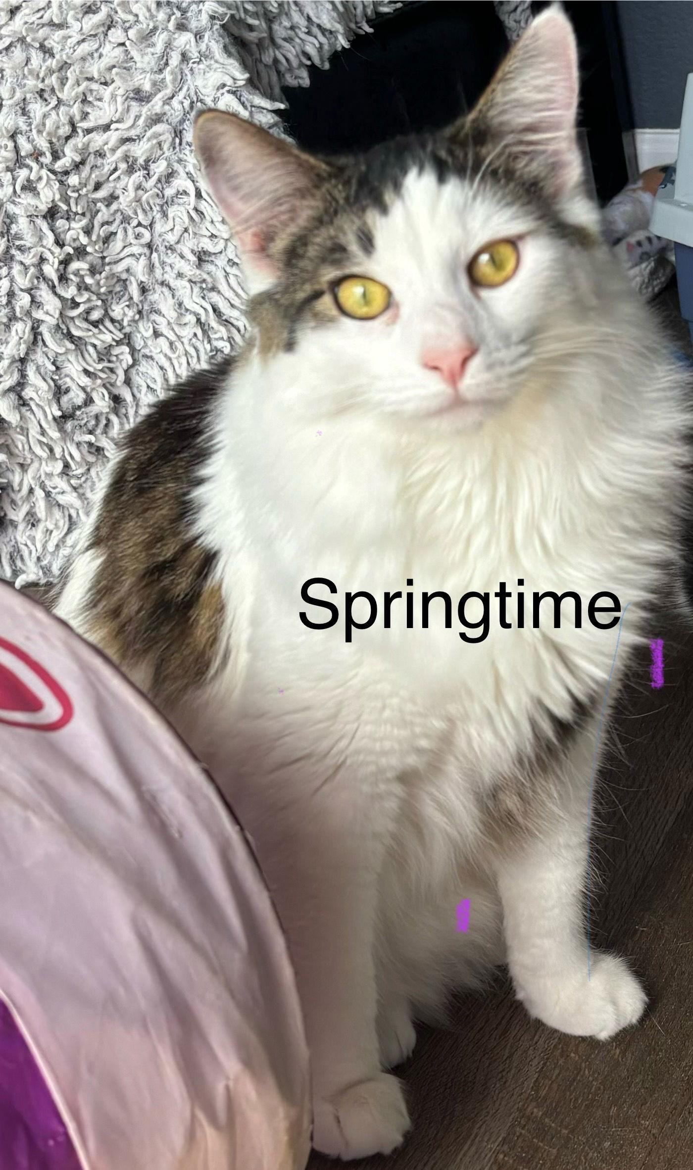 Springtime, Adoptable, Adult Male Domestic Long Hair.