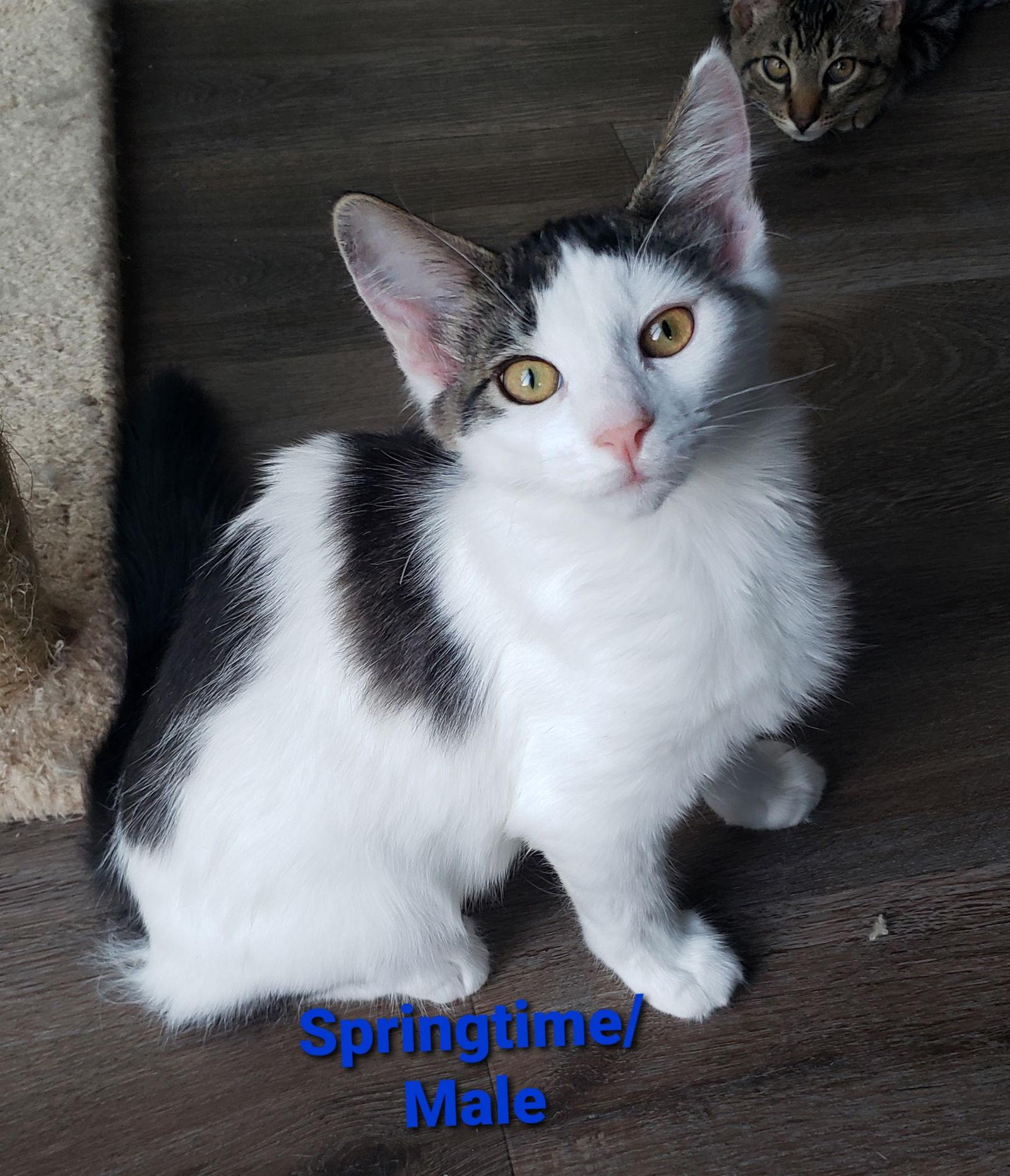 Enlarge Springtime, a Adoptable Domestic Long Hair in Vacaville, CA image 2/3