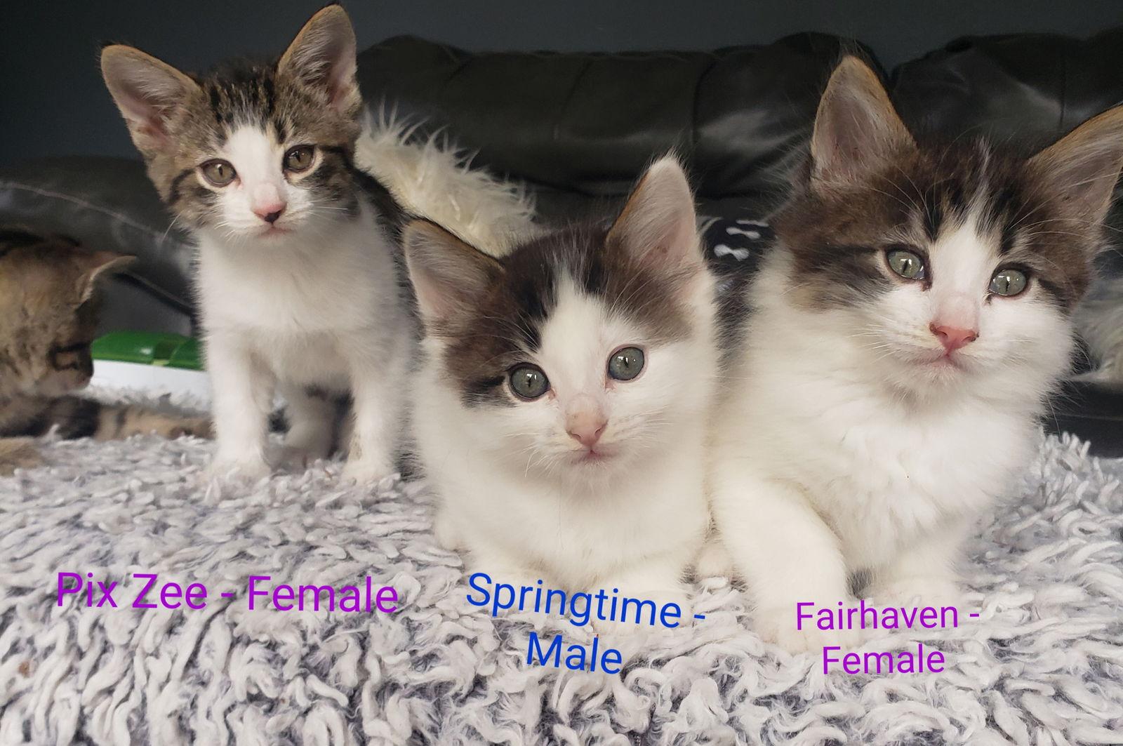 Enlarge Springtime, a Adoptable Domestic Long Hair in Vacaville, CA image 3/3