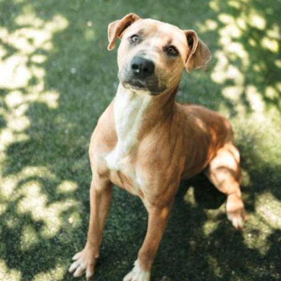 Enlarge Horton, a Adoptable mixed breed in Hartsville , TN image 1/6