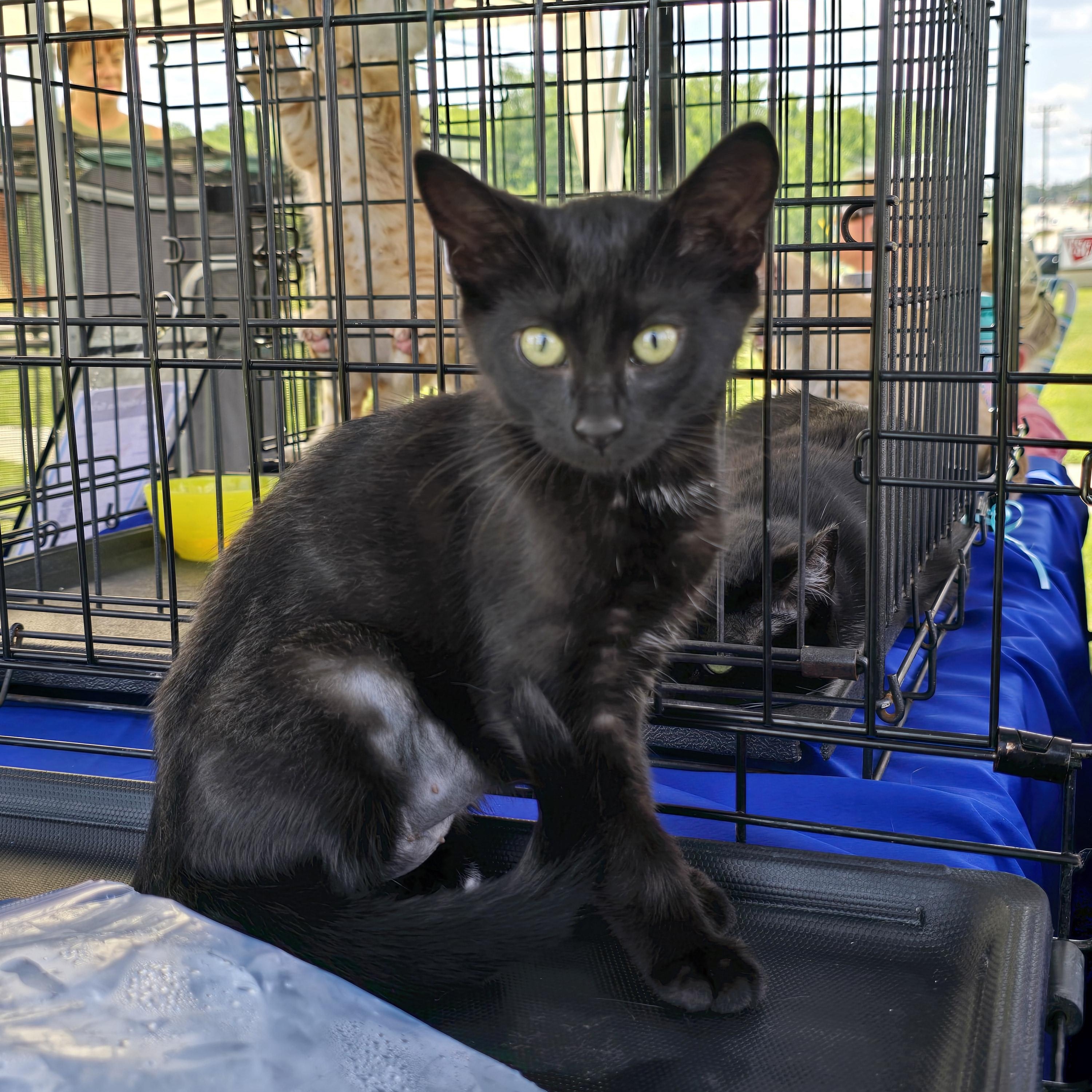 Princess, a Adoptable Domestic Short Hair in Easley, SC image 1/2