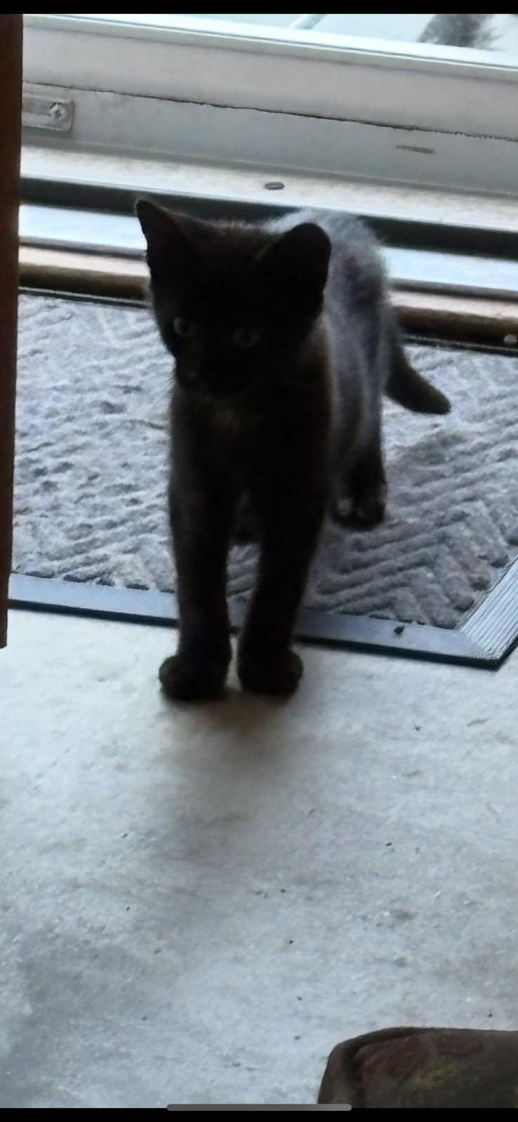 Princess, a Adoptable Domestic Short Hair in Easley, SC image 2/2