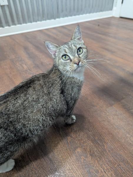 Miracle , ADOPTABLE, Senior Female Domestic Short Hair.