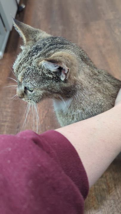 Enlarge Miracle , a ADOPTABLE Domestic Short Hair in Kannapolis, NC video 2/3