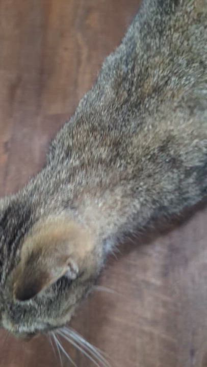 Enlarge Miracle , a ADOPTABLE Domestic Short Hair in Kannapolis, NC video 3/3