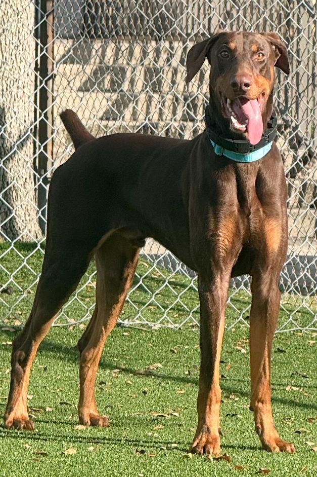 Hugo 3500, Adoptable, Young Male Doberman Pinscher.