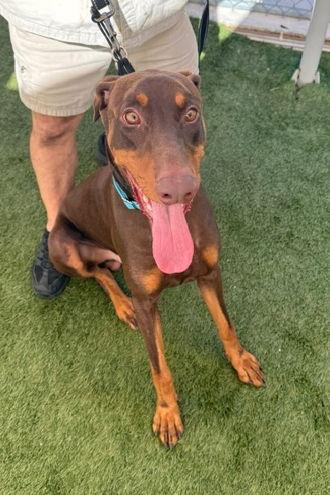 Hugo 3500, a Adoptable Doberman Pinscher in Oakland Park, FL image 2/3