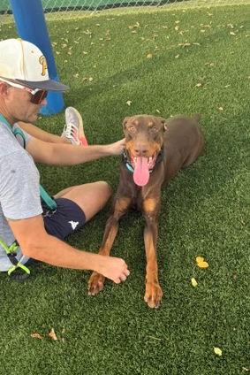Hugo 3500, a Adoptable Doberman Pinscher in Oakland Park, FL image 3/3