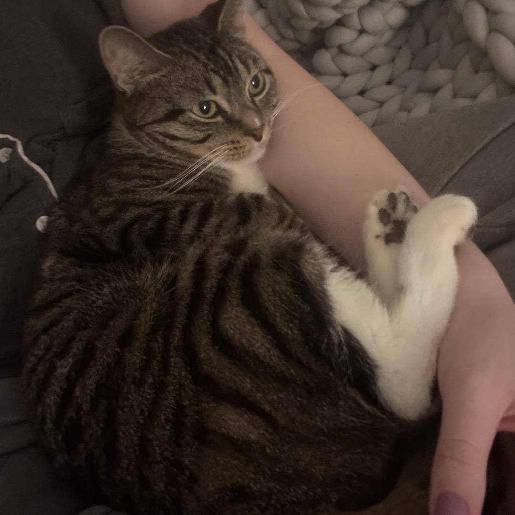 Belle 2 — thumbnail 2